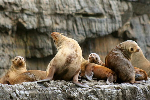 Tasman Island Cruises And Port Arthur Historic Site Day Tour From Hobart - Accommodation Great Ocean Road 1