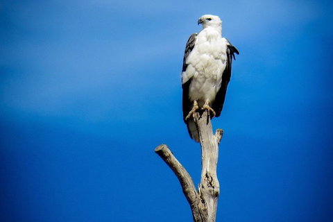 Kangaroo Island 75-Minute Ocean Safari - Accommodation Great Ocean Road 0