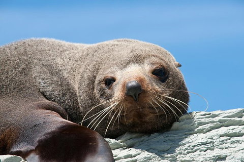 Kangaroo Island 75-Minute Ocean Safari - Accommodation Great Ocean Road 1