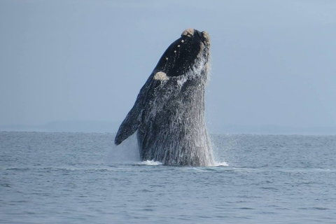 Kangaroo Island 75-Minute Ocean Safari - Accommodation Great Ocean Road 2