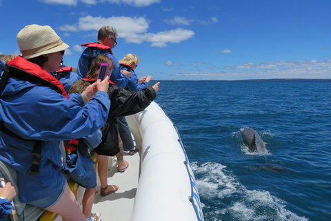 Kangaroo Island 75-Minute Ocean Safari - Accommodation Great Ocean Road 3