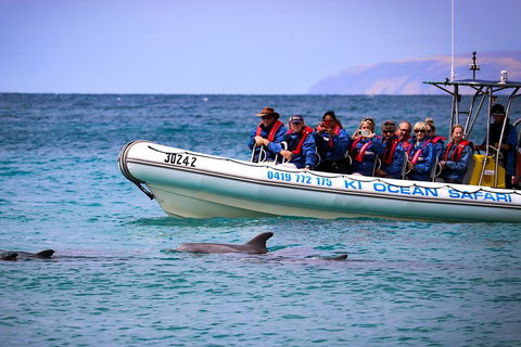 Kangaroo Island 75-Minute Ocean Safari - Accommodation Great Ocean Road 4