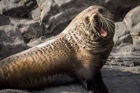 Kangaroo Island 75-Minute Ocean Safari - Accommodation Great Ocean Road 5