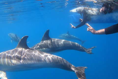 Dolphin Cruise From Adelaide With Optional Dolphin Swim - Accommodation Great Ocean Road 5
