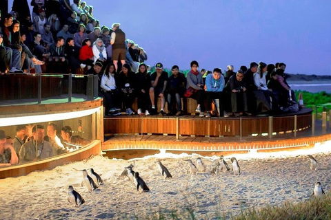 Small-Group Phillip Island Day Trip From Melbourne - Accommodation Great Ocean Road 4