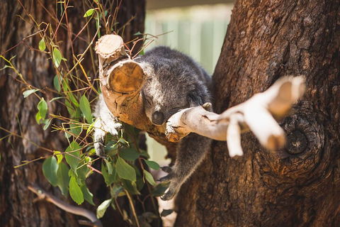 Melbourne City Tour And Phillip Island In One Day - Accommodation Great Ocean Road 0