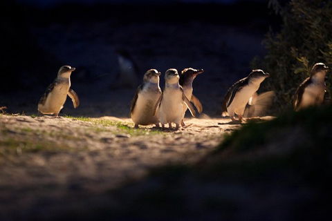 Melbourne City Tour And Phillip Island In One Day - Accommodation Great Ocean Road 4