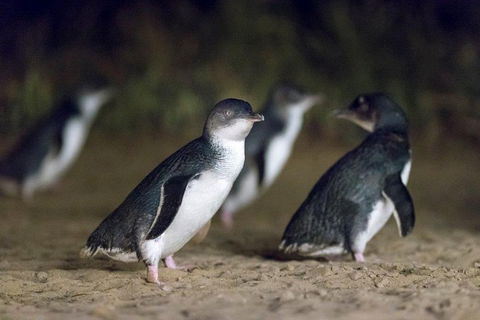 Private Tour: Phillip Island, Penguin Parade And Moonlit Sanctuary Conservation Park From Melbourne - Accommodation Great Ocean Road 2