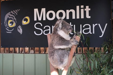 Private Tour: Phillip Island, Penguin Parade And Moonlit Sanctuary Conservation Park From Melbourne - Accommodation Great Ocean Road 3