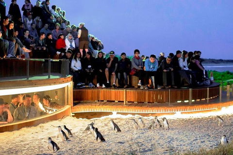 Private Tour: Phillip Island, Penguin Parade And Moonlit Sanctuary Conservation Park From Melbourne - Accommodation Great Ocean Road 4