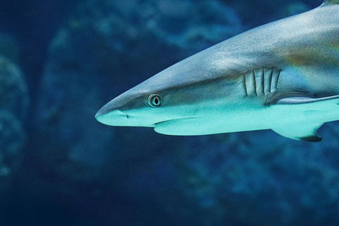 Cairns Aquarium Family Ticket - Accommodation Great Ocean Road 5