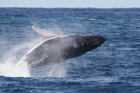 Whale Watching By Sea World Cruises - Accommodation Great Ocean Road 0