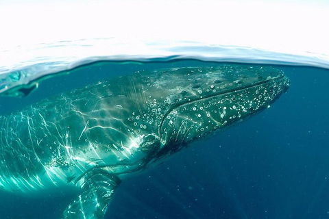 Whale Watching By Sea World Cruises - Accommodation Great Ocean Road 2