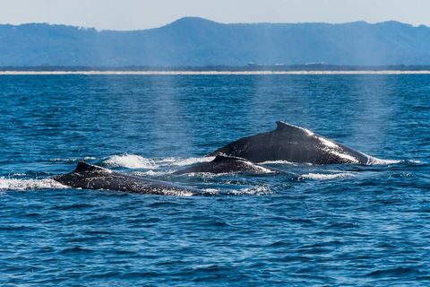 Whale Watching By Sea World Cruises - Accommodation Great Ocean Road 4