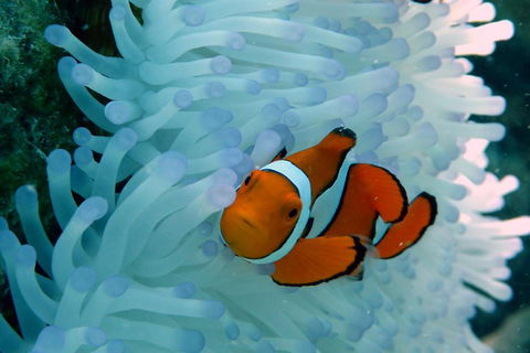 Seastar Luxury Outer Great Barrier Reef Island And Reef Tour From Cairns - Accommodation Great Ocean Road 0