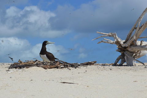 Seastar Luxury Outer Great Barrier Reef Island And Reef Tour From Cairns - Accommodation Great Ocean Road 1