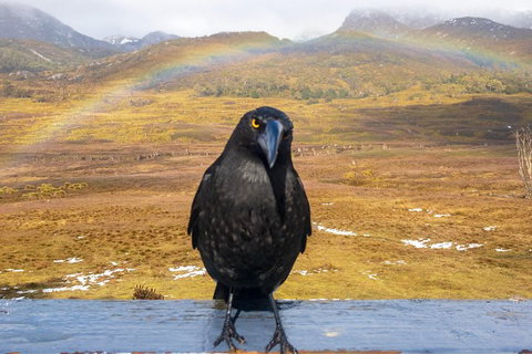 Cradle Mountain Park Explorer Guided Tour - Accommodation Great Ocean Road 2