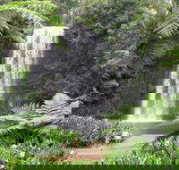 Private Daintree and Cape Tribulation Tour from Port Douglas - Accommodation Great Ocean Road