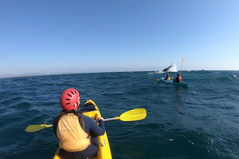Kayaking With Dolphins In Byron Bay Guided Tour - Accommodation Great Ocean Road 3