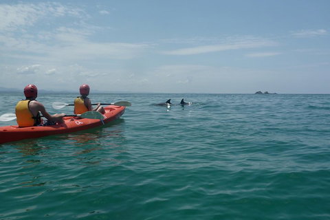 Kayaking With Dolphins In Byron Bay Guided Tour - Accommodation Great Ocean Road 4