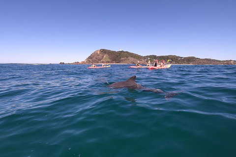 Kayaking With Dolphins In Byron Bay Guided Tour - Accommodation Great Ocean Road 5