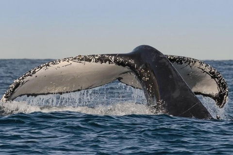 Sydney Whale-Watching Cruise Including Lunch Or Breakfast - Accommodation Great Ocean Road 0