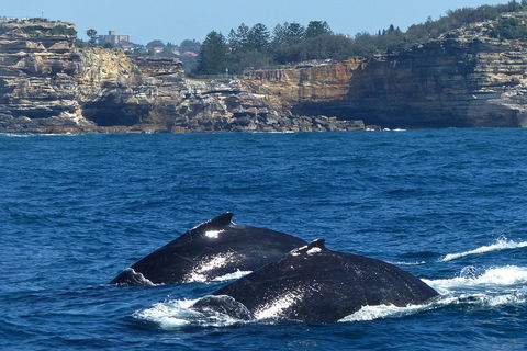Sydney Whale-Watching Cruise Including Lunch Or Breakfast - Accommodation Great Ocean Road 2