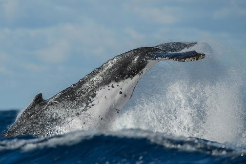 Sydney Whale-Watching Cruise Including Lunch Or Breakfast - Accommodation Great Ocean Road 4