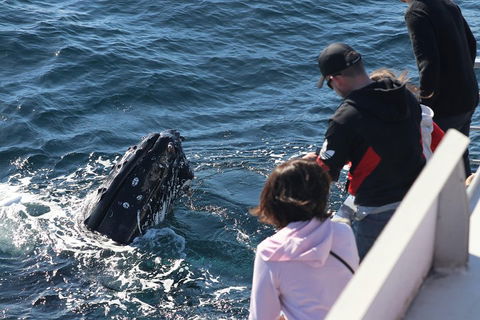 Sydney Whale-Watching Cruise Including Lunch Or Breakfast - Accommodation Great Ocean Road 5