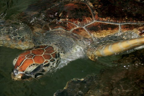 Cape Leveque 4WD Tour From Broome With Optional Return Flight - Accommodation Great Ocean Road 2