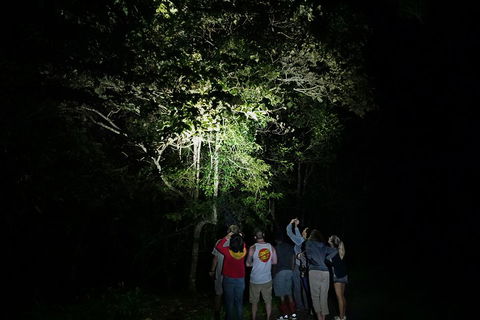 Atherton Tablelands Rain Forest By Night From Cairns - Accommodation Great Ocean Road 2