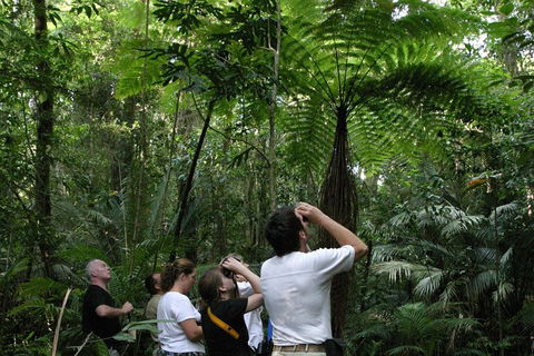Atherton Tablelands Rain Forest By Night From Cairns - Accommodation Great Ocean Road 3