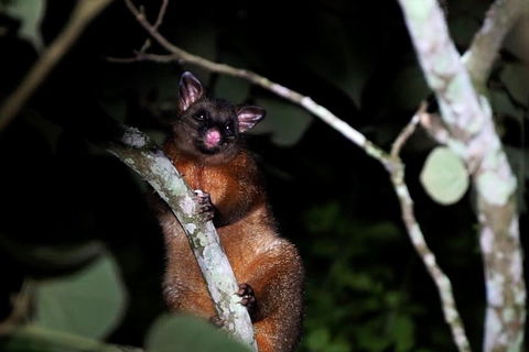 Atherton Tablelands Rain Forest By Night From Cairns - Accommodation Great Ocean Road 4