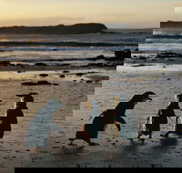 Phillip Island Penguin Parade Day Trip with Koala Conservation Reserve Visit - Accommodation Great Ocean Road