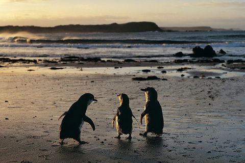 Phillip Island Penguin Parade Day Trip With Koala Conservation Reserve Visit - Accommodation Great Ocean Road 0