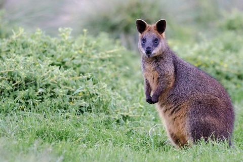 Phillip Island Penguin Parade Day Trip With Koala Conservation Reserve Visit - Accommodation Great Ocean Road 1