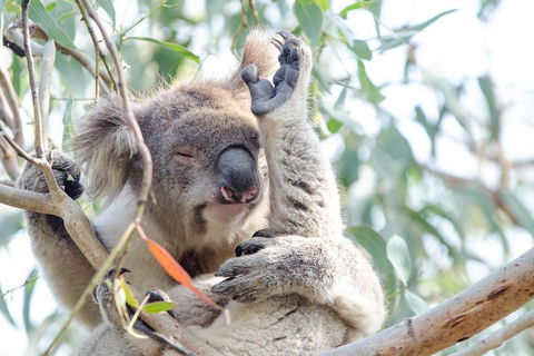 Phillip Island Penguin Parade Day Trip With Koala Conservation Reserve Visit - Accommodation Great Ocean Road 2