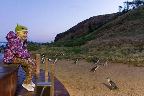 Phillip Island Penguin Parade Day Trip With Koala Conservation Reserve Visit - Accommodation Great Ocean Road 3