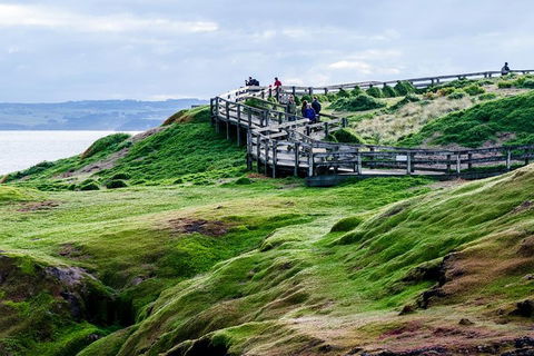 Phillip Island Penguin Parade Day Trip With Koala Conservation Reserve Visit - Accommodation Great Ocean Road 4