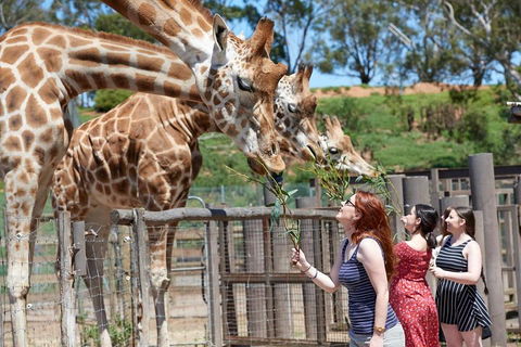 Slumber Safari At Werribee Open Range Zoo - Accommodation Great Ocean Road 3