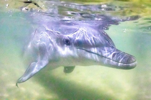 Tangalooma Island Resort Whale Watching Day Cruise With Dolphin Feeding - Accommodation Great Ocean Road 0