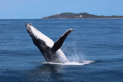 Tangalooma Island Resort Whale Watching Day Cruise With Dolphin Feeding - Accommodation Great Ocean Road 3
