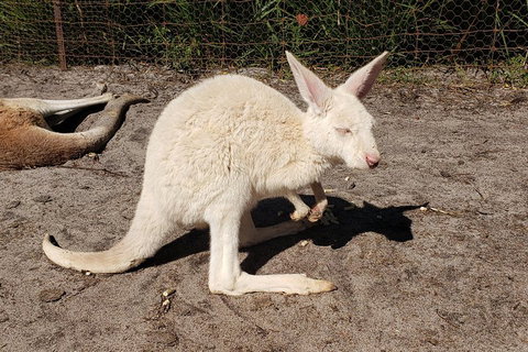 Very Best Of Perth Tour - Wildlife Park & City Highlights Tour - Accommodation Great Ocean Road 3