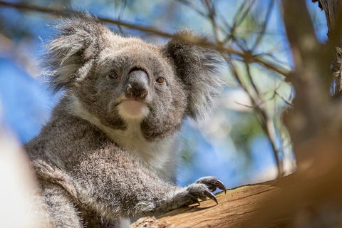 Phillip Island Penguin And Koala Highlights Day-Trip From Melbourne - Accommodation Great Ocean Road 2