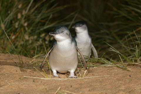 Phillip Island Penguin And Koala Highlights Day-Trip From Melbourne - Accommodation Great Ocean Road 3