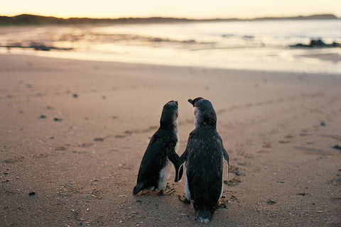 Phillip Island Penguin And Koala Highlights Day-Trip From Melbourne - Accommodation Great Ocean Road 4