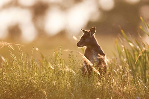 Sunset Blue Mountains Wilderness & Wildlife Tour Without The Crowds - Accommodation Great Ocean Road 0