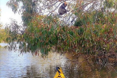 Kangaroo Island Self-Guided Kayaking On The Harriet River - Accommodation Great Ocean Road 4