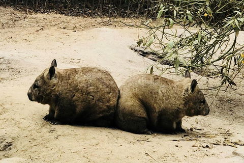 Phillip Island Penguin Parade, Brighton Bathing Boxes And Wildlife Park Tour - Accommodation Great Ocean Road 0