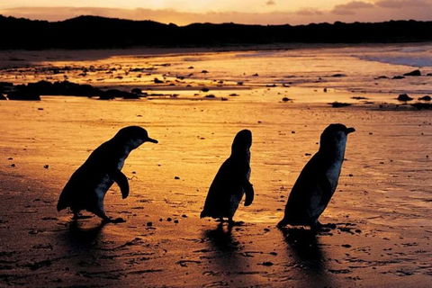 Phillip Island Penguin Parade, Brighton Bathing Boxes And Wildlife Park Tour - Accommodation Great Ocean Road 1
